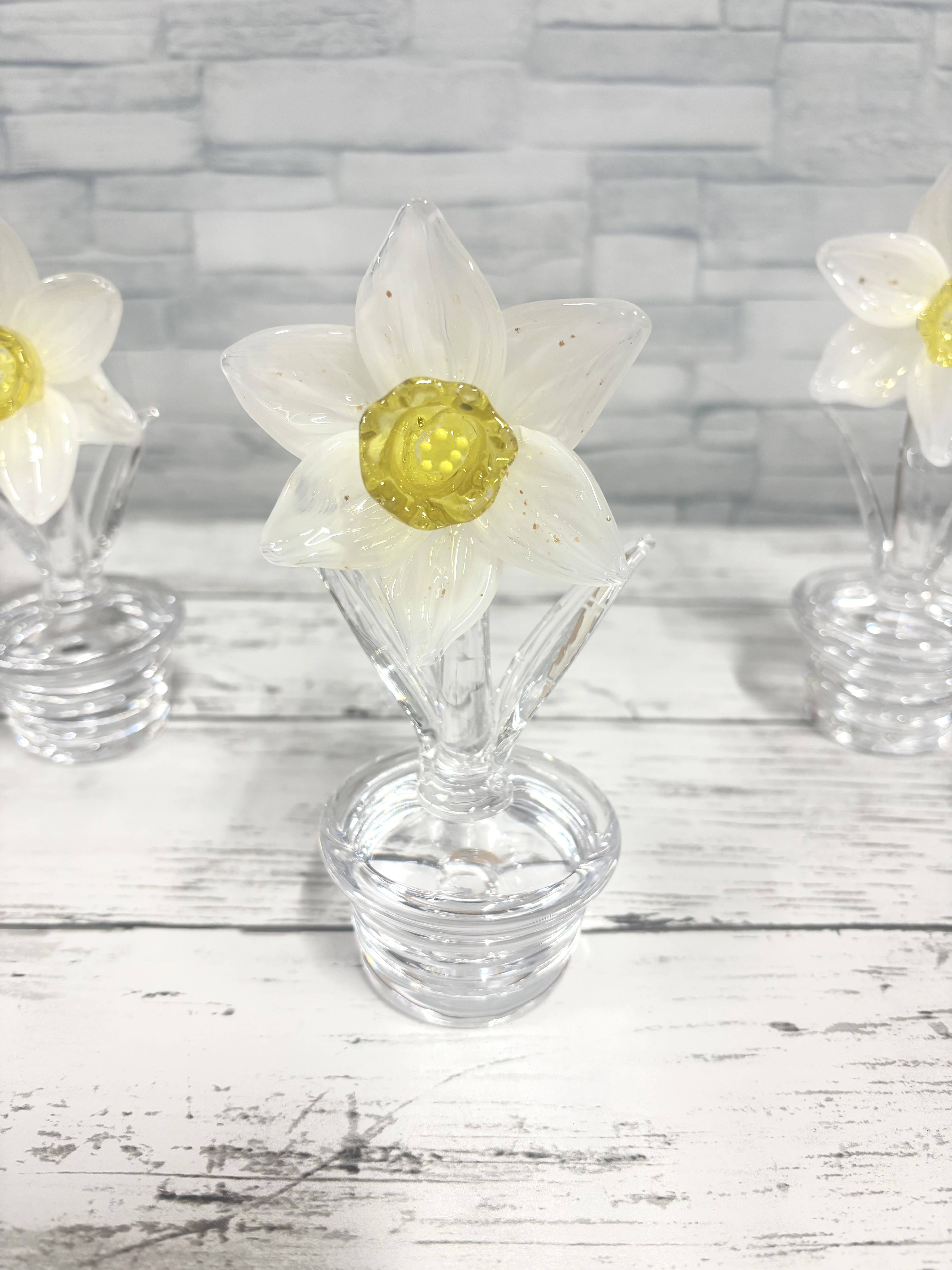 1月の鉢植え　スイセンの花