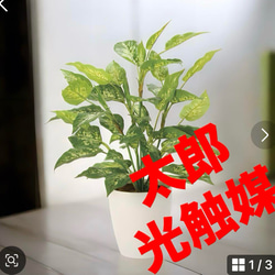 光触媒 人工観葉植物 ウォールグリーン フェイクグリーン ガジュマル