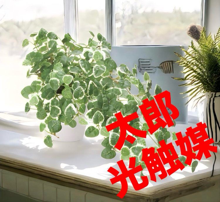 光触媒　人工観葉植物　ウォールグリーン　フェイクグリーン　プミラ@@