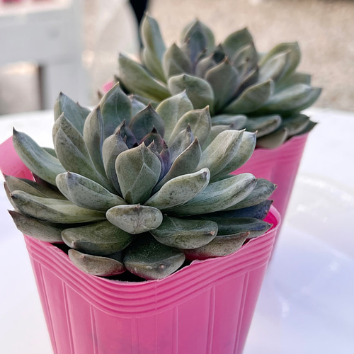 多肉植物 パープルストーン 韓国苗 多肉植物 pariʚ