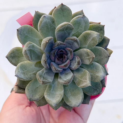 多肉植物 パープルストーン 韓国苗 多肉植物 pariʚ