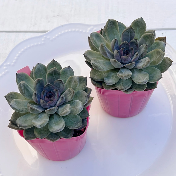 多肉植物 パープルストーン 韓国苗 多肉植物 pariʚ