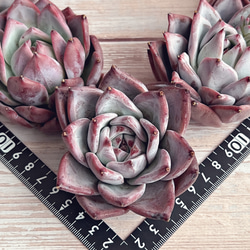 多肉植物 ブラックサバス 韓国苗 多肉植物 pariʚ❤︎ɞtaniku