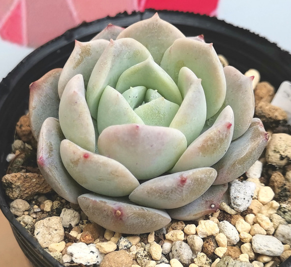 ◇194 ジューンブライド 多肉植物 抜き苗 多肉植物 chamii