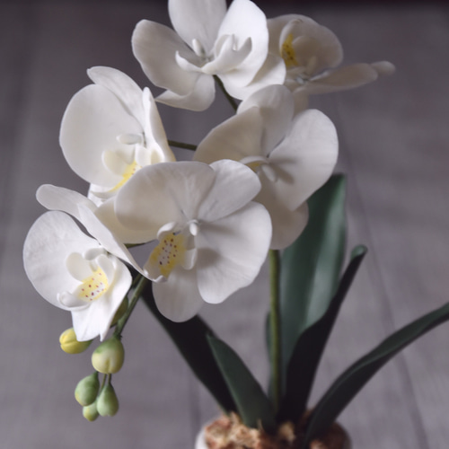 専用 ホワイト胡蝶蘭 クレイフラワー 樹脂粘土 胡蝶蘭♪クレイフラワー