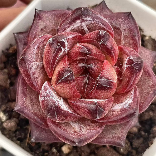 大人気‼️ レア‼️ 多肉植物(韓国苗) グロブローサ ラノリン球 大人気‼️ レア‼️ 多肉植物(韓国苗) グロブローサ ラノリン球