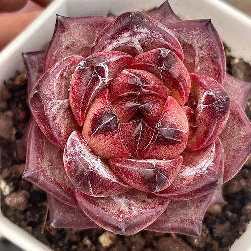 新入荷 多肉植物 エケベリア 生チョコ大福 4-5cm 抜き苗 1株 多肉植物