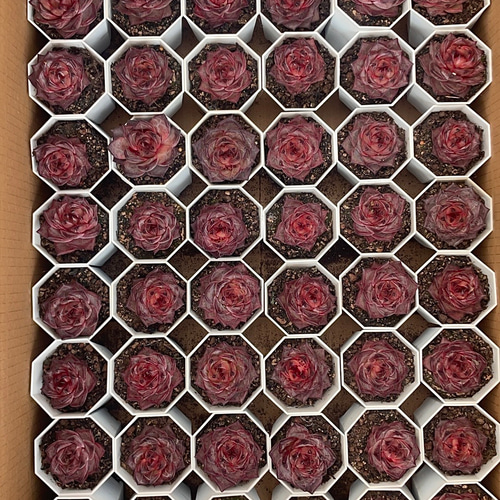 新入荷 多肉植物 エケベリア 生チョコ大福 4-5cm 抜き苗 1株 多肉植物