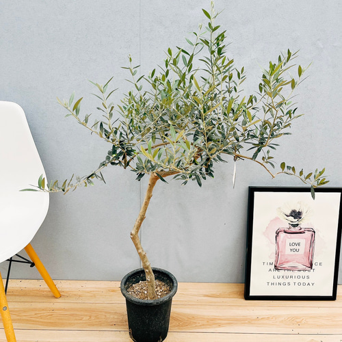 現品］新入荷！ 18番 創樹 オリーブ ペンドリノ 7号 観葉植物 オリーブ