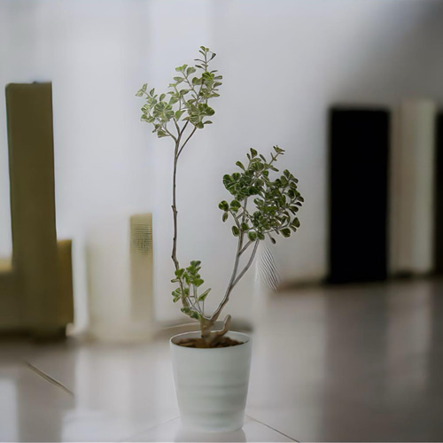 光触媒 人工観葉植物 ウォールグリーン フェイクグリーン 光触媒 人工観葉植物 ウォールグリーン フェイクグリーン