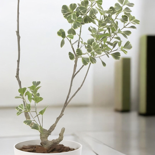光触媒 人工観葉植物 ウォールグリーン フェイクグリーン 光触媒 人工観葉植物 ウォールグリーン フェイクグリーン