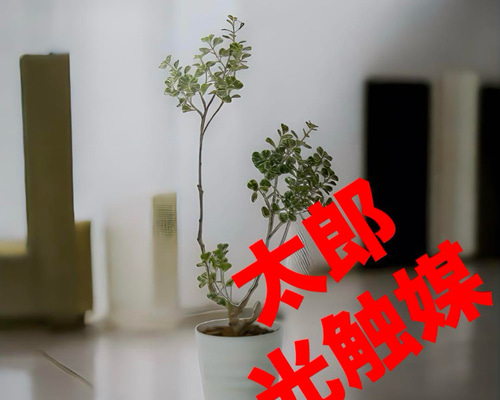 光触媒　人工観葉植物　ウォールグリーン　フェイクグリーン　フィカストライアングル 光触媒 人工観葉植物 ウォールグリーン フェイクグリーン フィカス