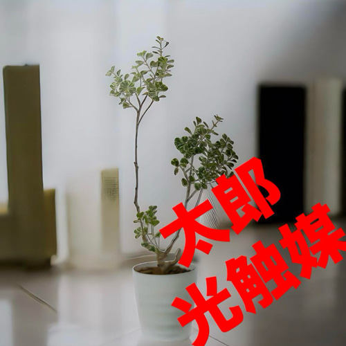 光触媒 人工観葉植物 ウォールグリーン フェイクグリーン 光触媒 人工観葉植物 ウォールグリーン フェイクグリーン