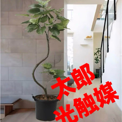 光触媒 人工観葉植物 ウォールグリーン フェイクグリーン ガジュマルア