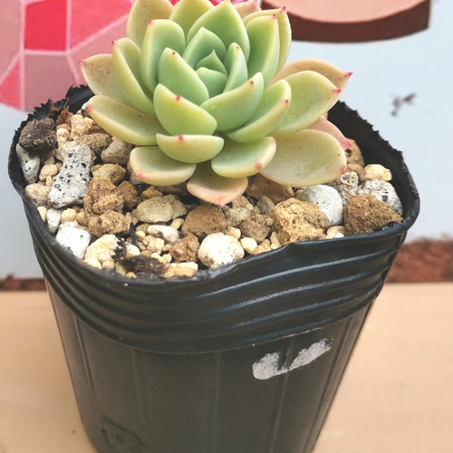 ◇292 パンジー 多肉植物 抜き苗 多肉植物 Chamii garden 通販