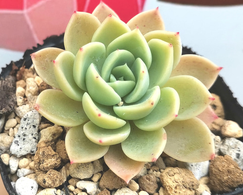 ◇292 パンジー 多肉植物 抜き苗 多肉植物 Chamii garden 通販