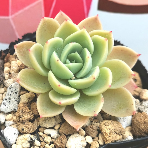 ◇292 パンジー 多肉植物 抜き苗 多肉植物 Chamii garden 通販