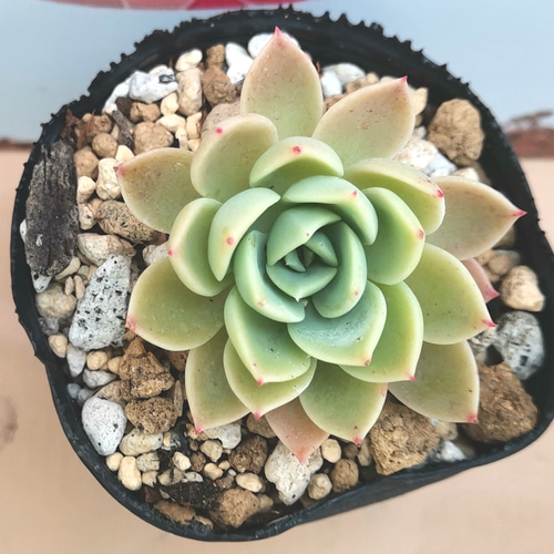 ◇292 パンジー 多肉植物 抜き苗 多肉植物 Chamii garden 通販