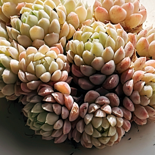 多肉植物 ラノリン球 抜き苗 多肉植物 Obesa 通販 18729889 多肉植物 ラノリン球 抜き苗 多肉植物 Obesa 通販 18729889