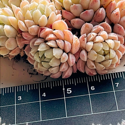 多肉植物 ラノリン球 抜き苗 多肉植物 Obesa 通販 18729889