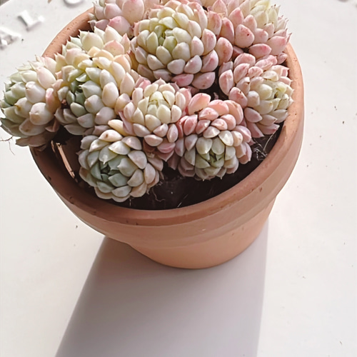 現品発送】多肉植物 ラノリン球 抜き苗 - メルカリ