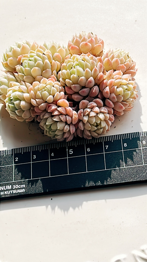 多肉植物 ラノリン球 抜き苗 多肉植物 Obesa 通販 18729889