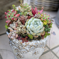 多肉植物寄せ植え 宝箱 贈り物 ご褒美 多肉植物 minolis 通販 19216571