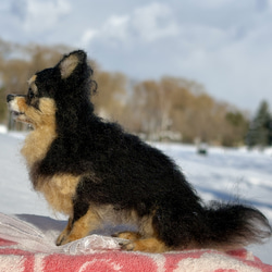 【Biancaちゃん専用】【大切な子】オーダーチワワ 羊毛フェルトチワワ 17枚目の画像