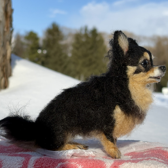 【Biancaちゃん専用】【大切な子】オーダーチワワ 羊毛フェルトチワワ 16枚目の画像