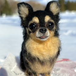 【Biancaちゃん専用】【大切な子】オーダーチワワ 羊毛フェルトチワワ 13枚目の画像