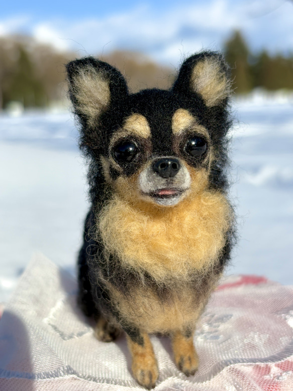 【Biancaちゃん専用】【大切な子】オーダーチワワ 羊毛フェルトチワワ 13枚目の画像