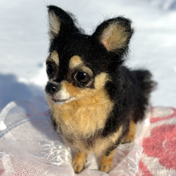 【Biancaちゃん専用】【大切な子】オーダーチワワ 羊毛フェルトチワワ 11枚目の画像