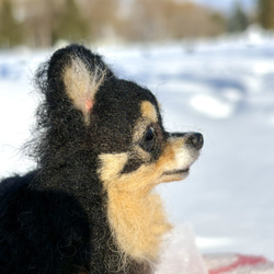 【Biancaちゃん専用】【大切な子】オーダーチワワ 羊毛フェルトチワワ 14枚目の画像
