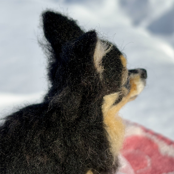 【Biancaちゃん専用】【大切な子】オーダーチワワ 羊毛フェルトチワワ 15枚目の画像