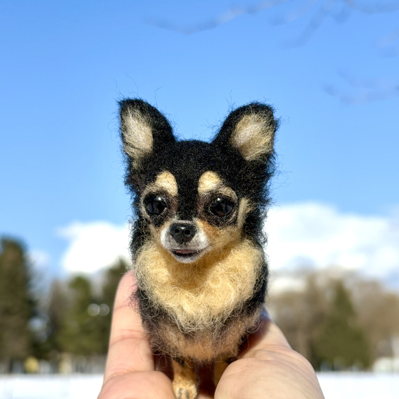 【Biancaちゃん専用】【大切な子】オーダーチワワ 羊毛フェルトチワワ 6枚目の画像