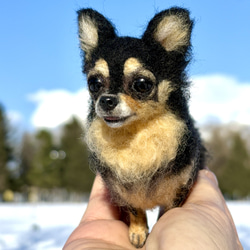 【Biancaちゃん専用】【大切な子】オーダーチワワ 羊毛フェルトチワワ 5枚目の画像