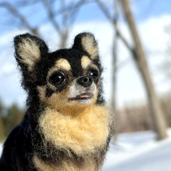 【Biancaちゃん専用】【大切な子】オーダーチワワ 羊毛フェルトチワワ 2枚目の画像