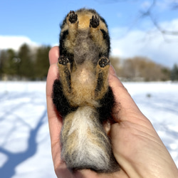 【Biancaちゃん専用】【大切な子】オーダーチワワ 羊毛フェルトチワワ 18枚目の画像