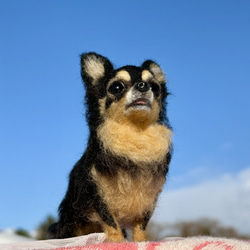 【Biancaちゃん専用】【大切な子】オーダーチワワ 羊毛フェルトチワワ 19枚目の画像