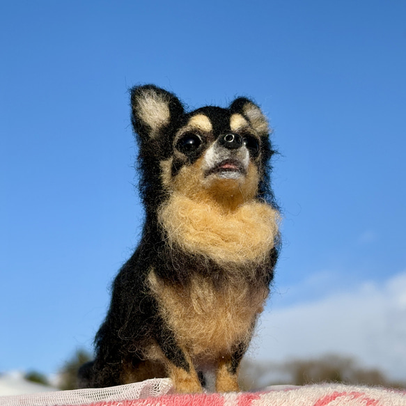 【Biancaちゃん専用】【大切な子】オーダーチワワ 羊毛フェルトチワワ 19枚目の画像