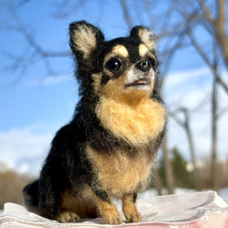 【Biancaちゃん専用】【大切な子】オーダーチワワ 羊毛フェルトチワワ 3枚目の画像