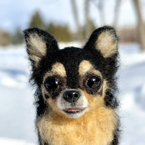 【Biancaちゃん専用】【大切な子】オーダーチワワ 羊毛フェルトチワワ 7枚目の画像