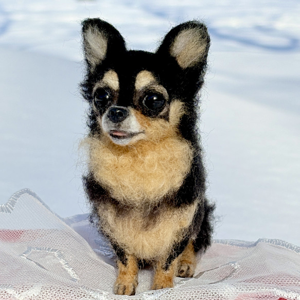 【Biancaちゃん専用】【大切な子】オーダーチワワ 羊毛フェルトチワワ 12枚目の画像