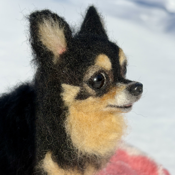 【Biancaちゃん専用】【大切な子】オーダーチワワ 羊毛フェルトチワワ 10枚目の画像