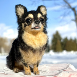 【Biancaちゃん専用】【大切な子】オーダーチワワ 羊毛フェルトチワワ 8枚目の画像