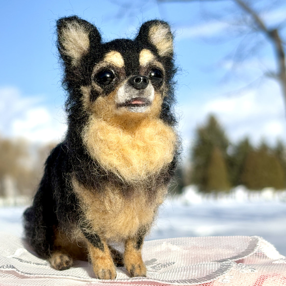 【Biancaちゃん専用】【大切な子】オーダーチワワ 羊毛フェルトチワワ 8枚目の画像