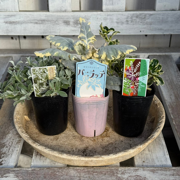 寄せ植えの相棒！リーフセットⅣ】ふんわり可愛い寄せ植えを作れる