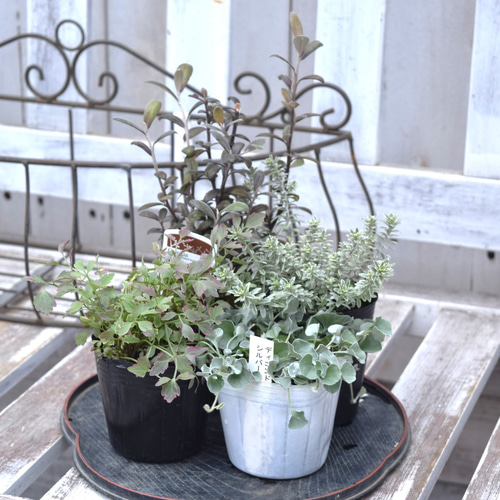 カラーリーフ＆シルバーリーフのスクエア鉢寄せ植え カラーリーフ