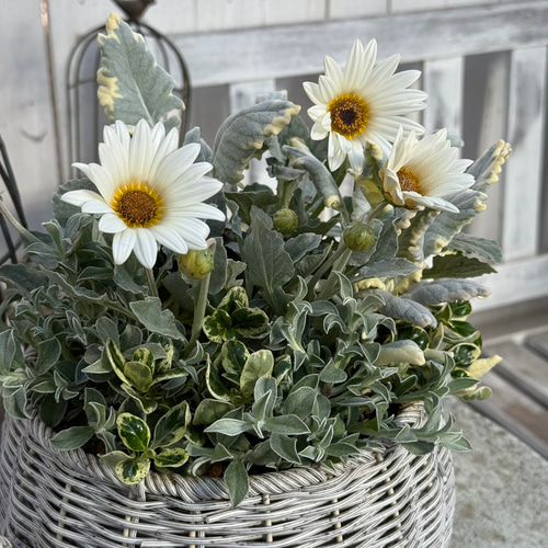 寄せ植えの相棒！リーフセットⅣ】ふんわり可愛い寄せ植えを作れる 