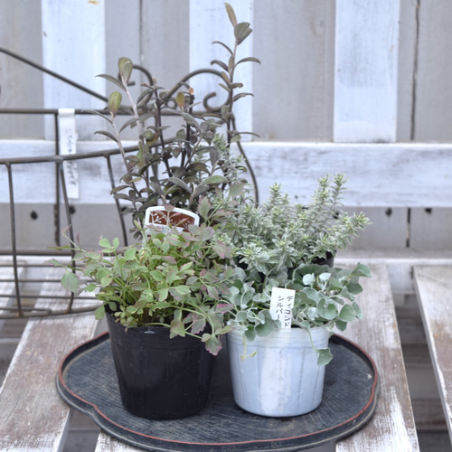 寄せ植えの相棒！リーフセット③】ナチュラルな寄せ植えを作れるカラー